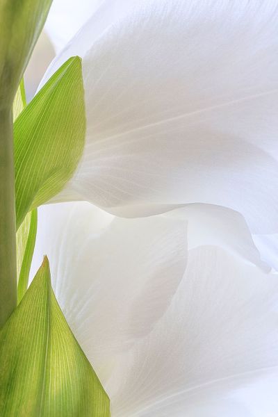 Mahan, Kathy 아티스트의 Gladiola Blossom II작품입니다.