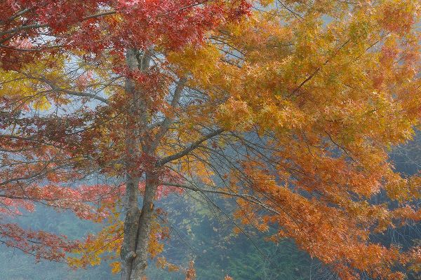 Mahan, Kathy 아티스트의 Oak Trees in Fall I작품입니다.