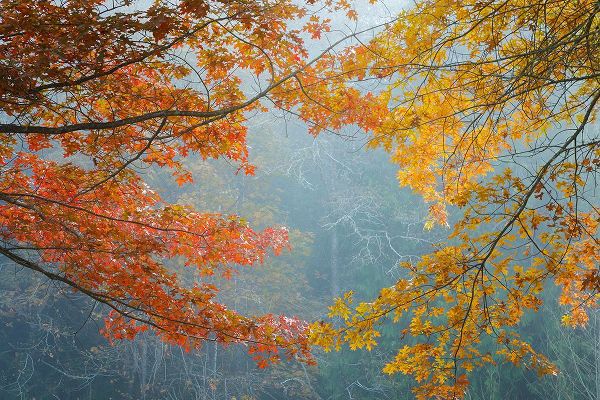 Mahan, Kathy 아티스트의 Oak Trees in Fall II작품입니다.