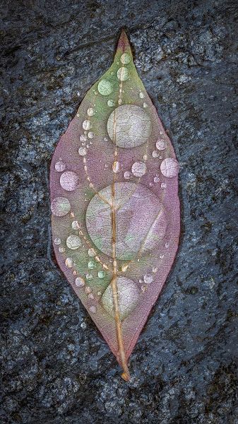 Mahan, Kathy 아티스트의 Dogwood Leaf And Rain I작품입니다.