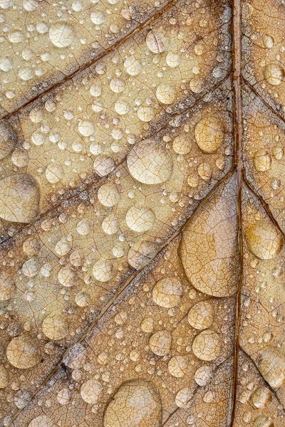 Mahan, Kathy 아티스트의 Magnoia Leaf And Rain I작품입니다.