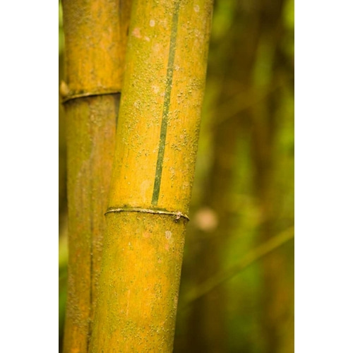 Bamboo I