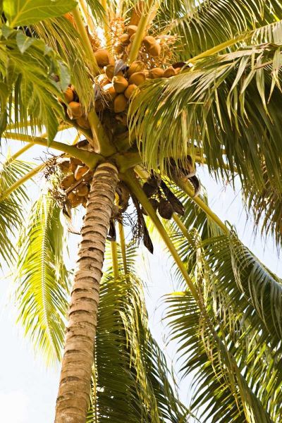 Beach Palm I