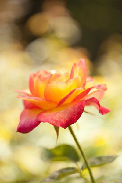 Serene Rose I