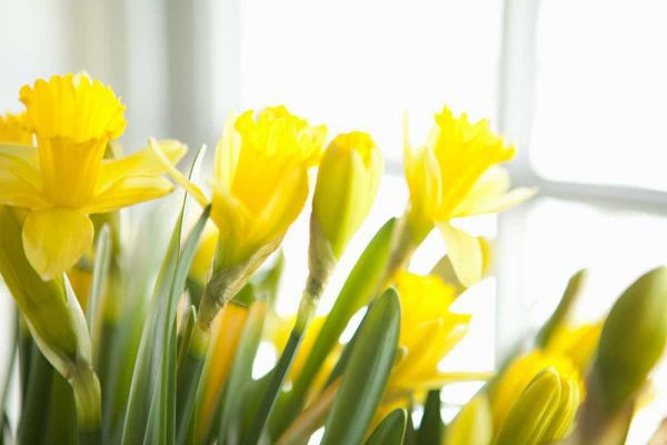 Leaning Daffodils