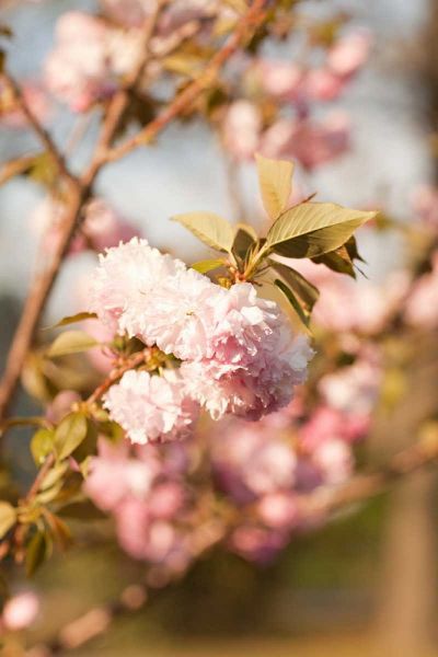 Spring Blossoms IV