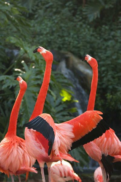 Flamingos I