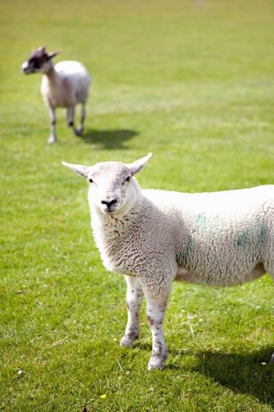 Pasture Sheep IV