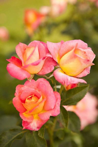 Rose Garden II