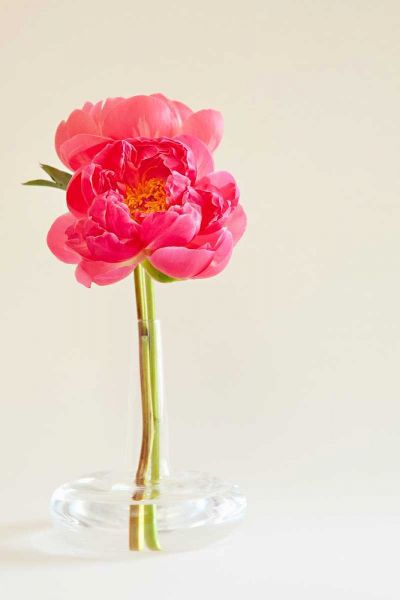 Pink Peonies in Vase I