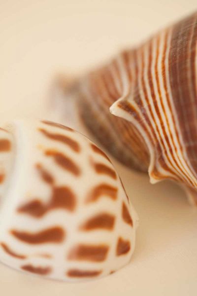 Sea Shells II