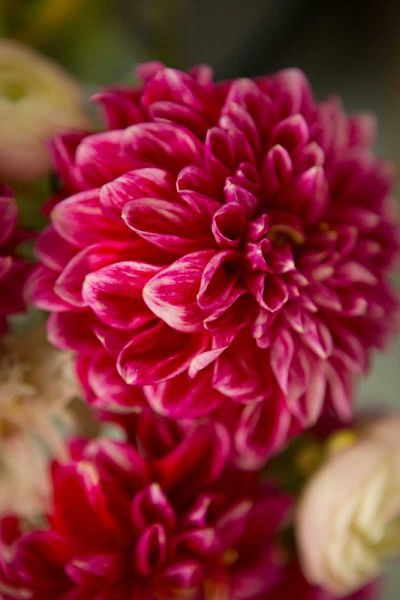 Pink and White Dahlias II