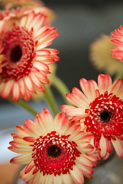Red and White Daisies I