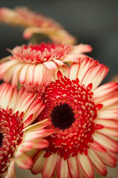 Red and White Daisies II
