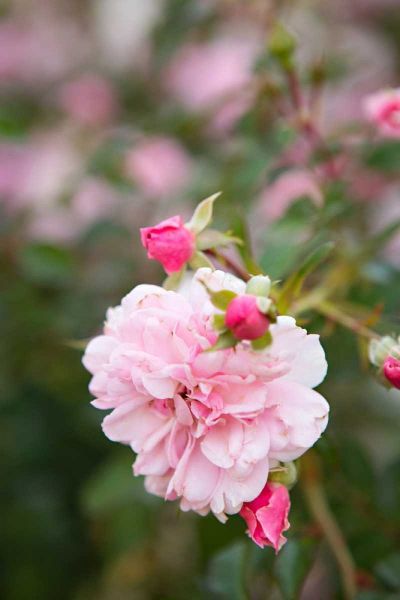 Rose Garden II