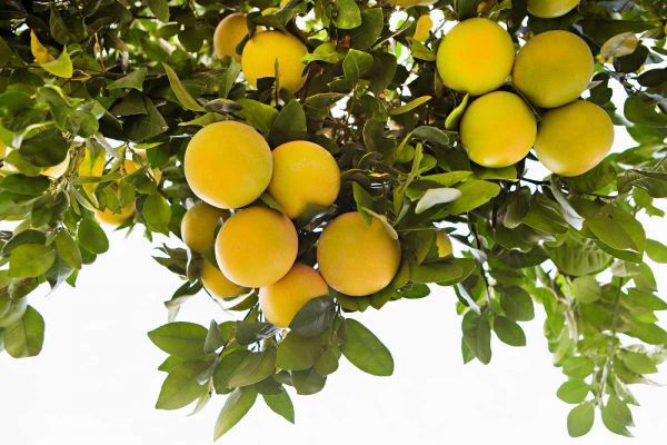 Lemon Grove I