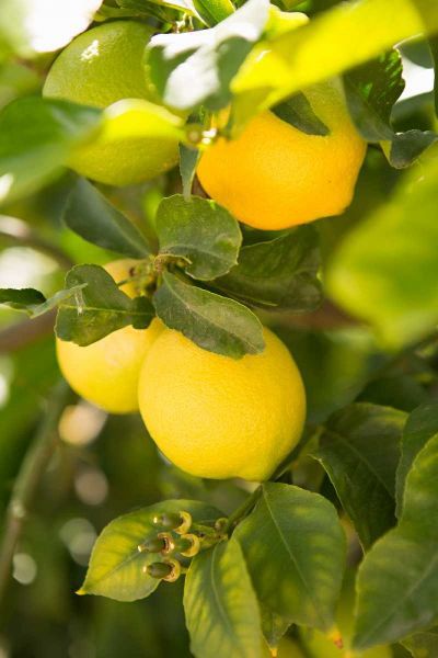 Lemon Grove II