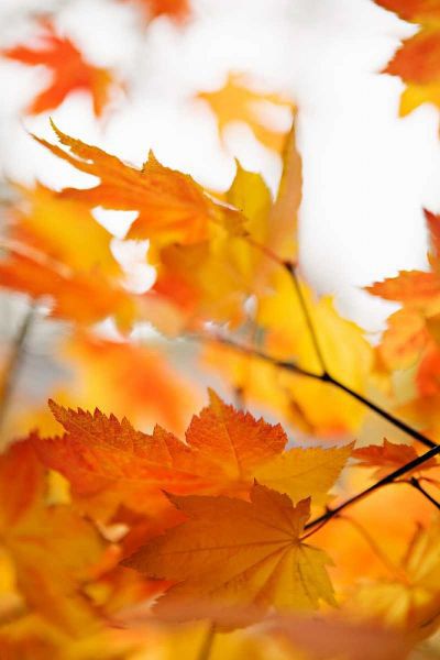 Colors of Fall I