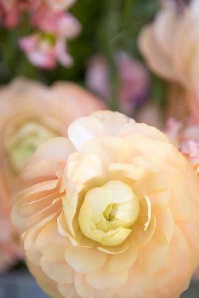 Pastel Peach Floral