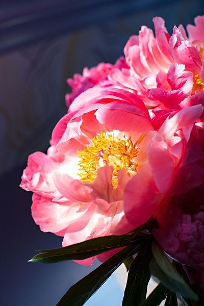 Pink Floral Bloom