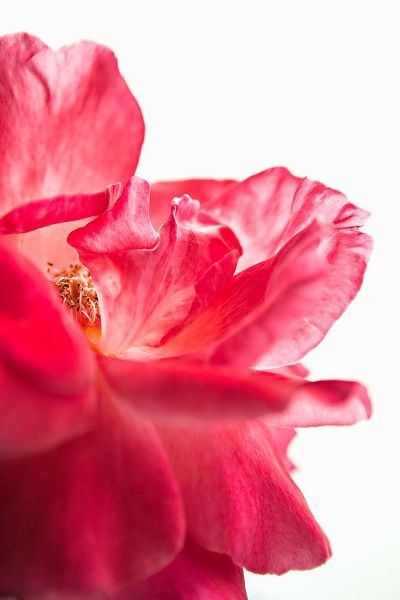 Pink Floral Close-Up
