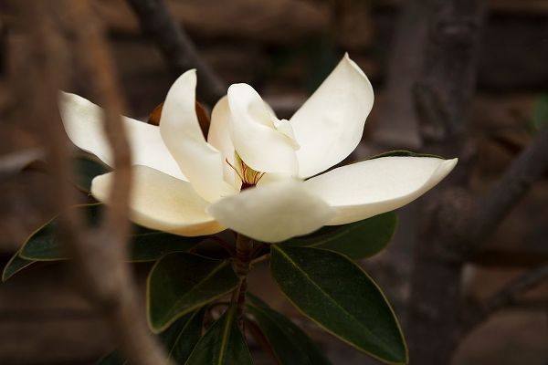 Lone Magnolia