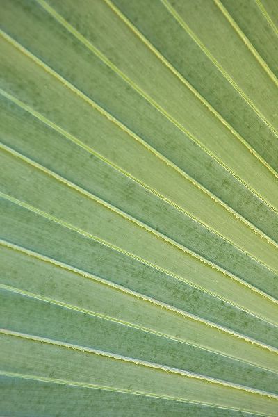 Tropical Leaf Close-Up I