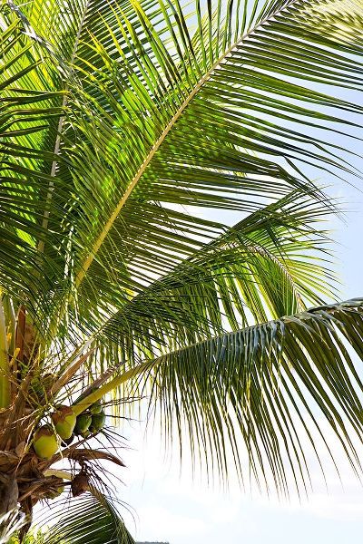 Tropical Coconut Tree