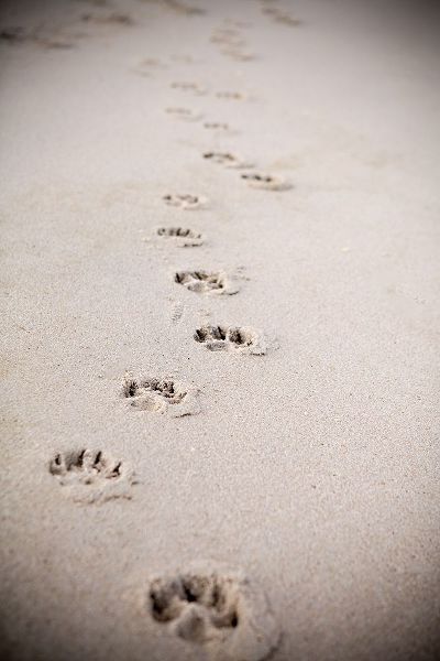 Paw Prints In Sand