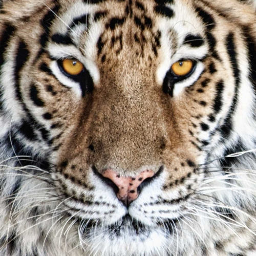 Bengal Tiger Eyes
