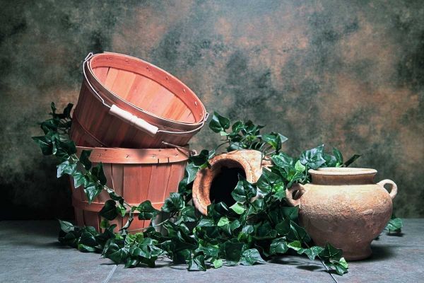 Pottery with Ivy II