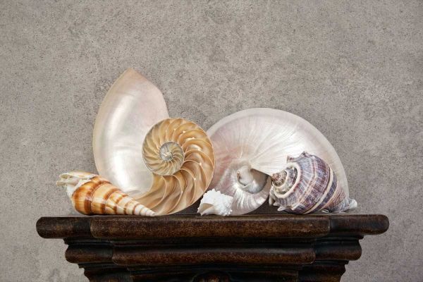 Seashell Still Life I