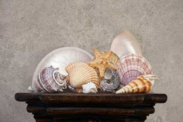 Seashell Still Life II