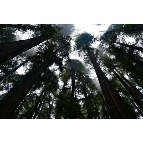 Redwoods I