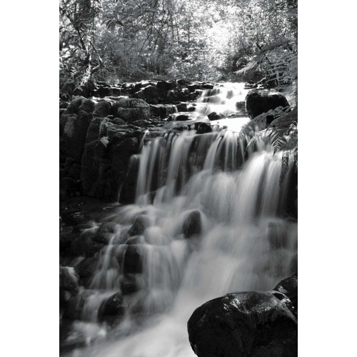 BW Falls in the Forest III