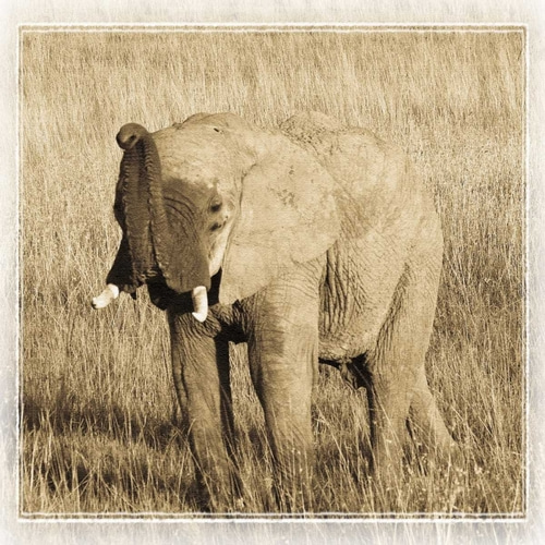 Young Africa Elephant