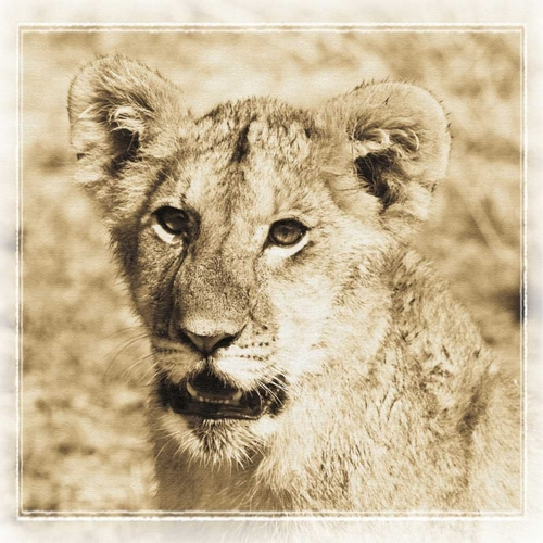 Young Africa Lion