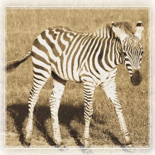 Young Africa Zebra