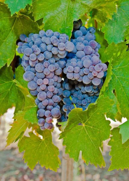 Cougar Winery Grapes I