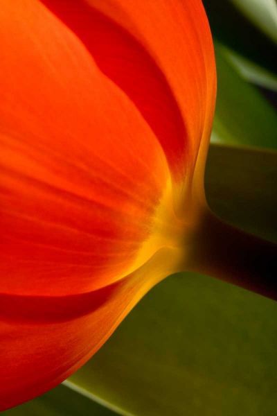 Tulip Detail II