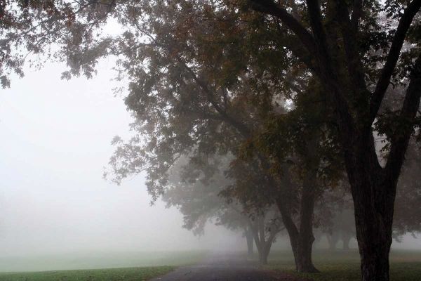 Foggy Trees III
