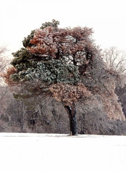 Tree in Snow I