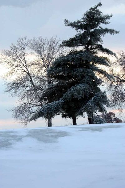 Tree in Snow II