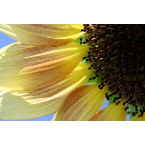 Sunflower III