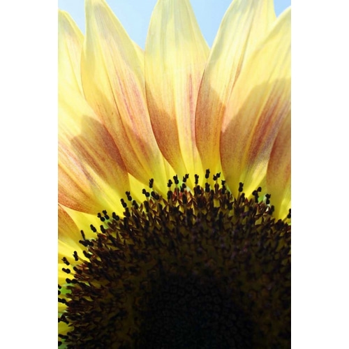 Sunflower V