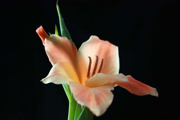 Peach Lily