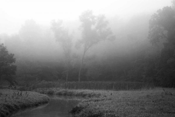 Creek in Fog II