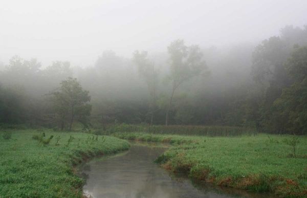Creek in Fog I