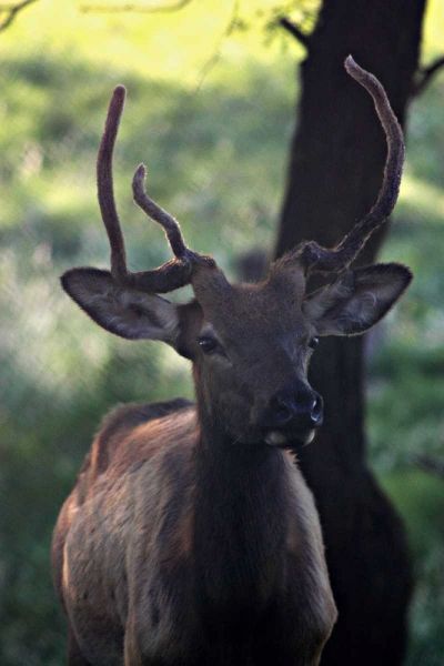 Elk I