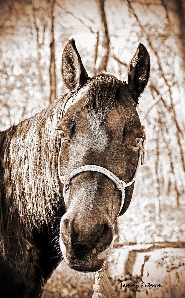 Putman, Tammy 아티스트의 Vintage Horse I작품입니다.